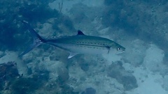 Scomberomorus regalis