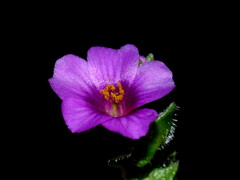 Calandrinia breweri