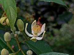 Grewia serrulata