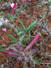 Pachypodium succulentum
