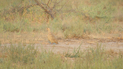 Ortygornis pondicerianus