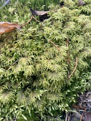 Thamnobryum