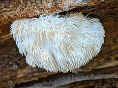 Hericium