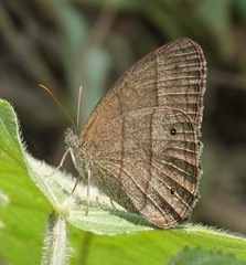 Yphthimoides renata