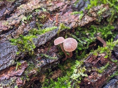 Mycena meliigena