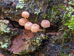 Mycena meliigena