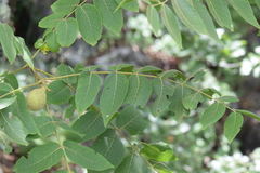 Juglans mollis