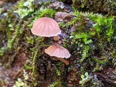 Mycena meliigena