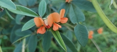 Tephrosia tinctoria