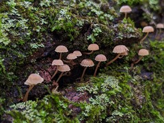 Mycena meliigena