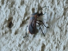 Pyrrhocoroidea