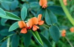 Tephrosia tinctoria