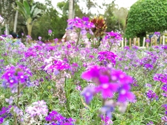 Verbena pulchella