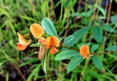 Tephrosia tinctoria