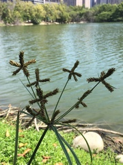 Cyperus imbricatus