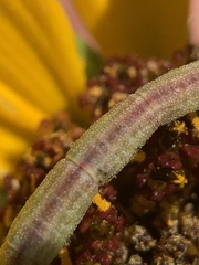 Chlorochlamys chloroleucaria