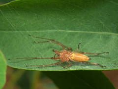 Cheiracanthium gracile