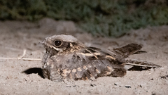 Caprimulgus asiaticus