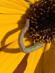 Chlorochlamys chloroleucaria