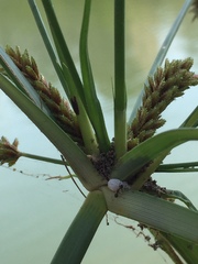 Cyperus imbricatus