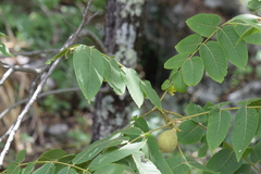 Juglans mollis