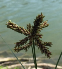 Cyperus imbricatus