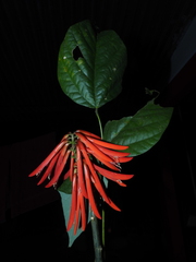 Erythrina rubrinervia