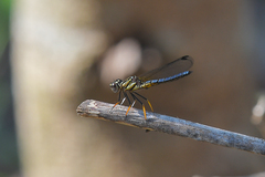 Platycypha caligata