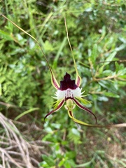 Caladenia
