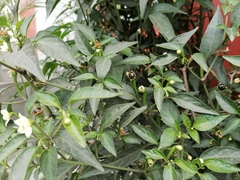 Myoporum