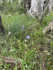 Arthropodium strictum