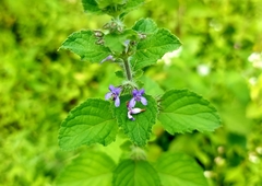 Mesosphaerum suaveolens