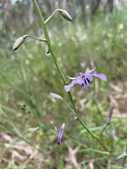 Arthropodium