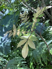 Meliosma rhoifolia