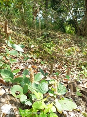 Uraria lagopodioides