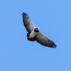 Geranoaetus melanoleucus