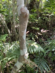 Meliosma rhoifolia
