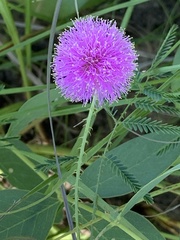 Mimosa nuttallii