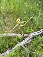Caladenia tentaculata