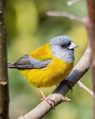 Phrygilus patagonicus