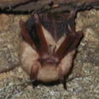 Perimyotis subflavus