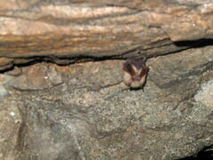 Perimyotis subflavus