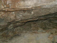 Perimyotis subflavus