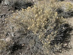 Chrysothamnus viscidiflorus viscidiflorus