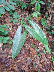 Alocasia longiloba