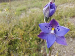 Thelymitra juncifolia