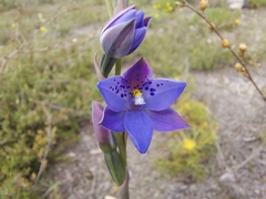 Thelymitra juncifolia
