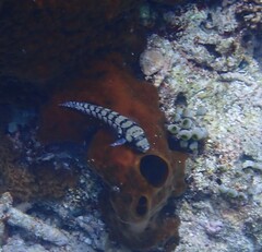 Parapercis tetracantha