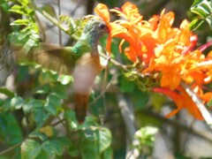 Amazilis amazilia