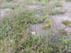 Thelymitra juncifolia